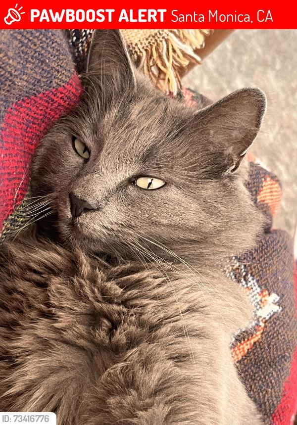 Lost Female Cat last seen Glen and Ashland, Santa Monica, CA 90405