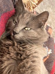 Lost Female Cat last seen Glen and Ashland, Santa Monica, CA 90405