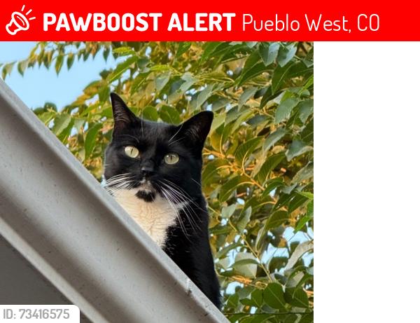 Lost Female Cat last seen Maher, Pueblo West, CO 81007