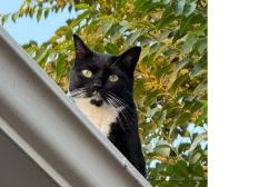 Lost Female Cat last seen Maher, Pueblo West, CO 81007