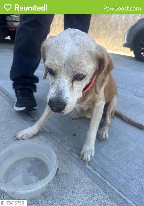 Reunited Unknown Dog last seen Fifth Ave, Chula Vista, CA, USA, Chula Vista, CA 91910