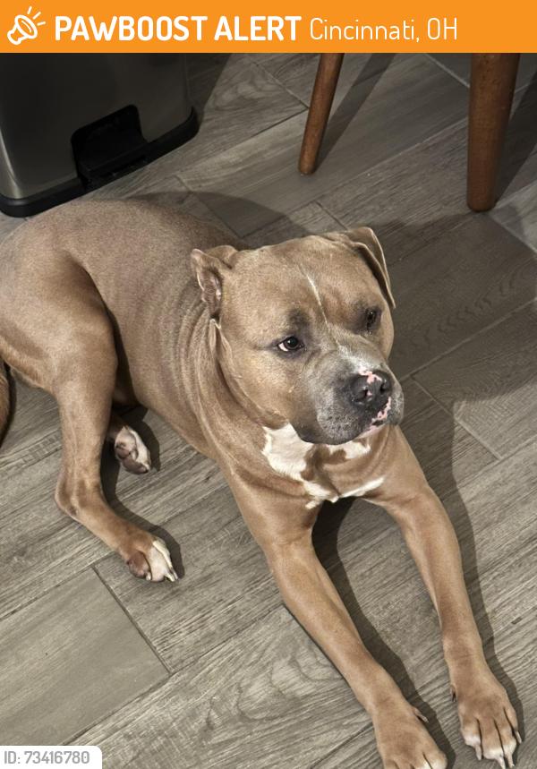 Found/Stray Male Dog last seen New St John Baptist Church, Cincinnati, OH 45229