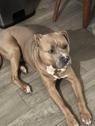 Found/Stray Male Dog last seen New St John Baptist Church, Cincinnati, OH 45229