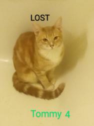 Lost Male Cat last seen South Hoover & 18th Street, Los Angeles, CA 90006