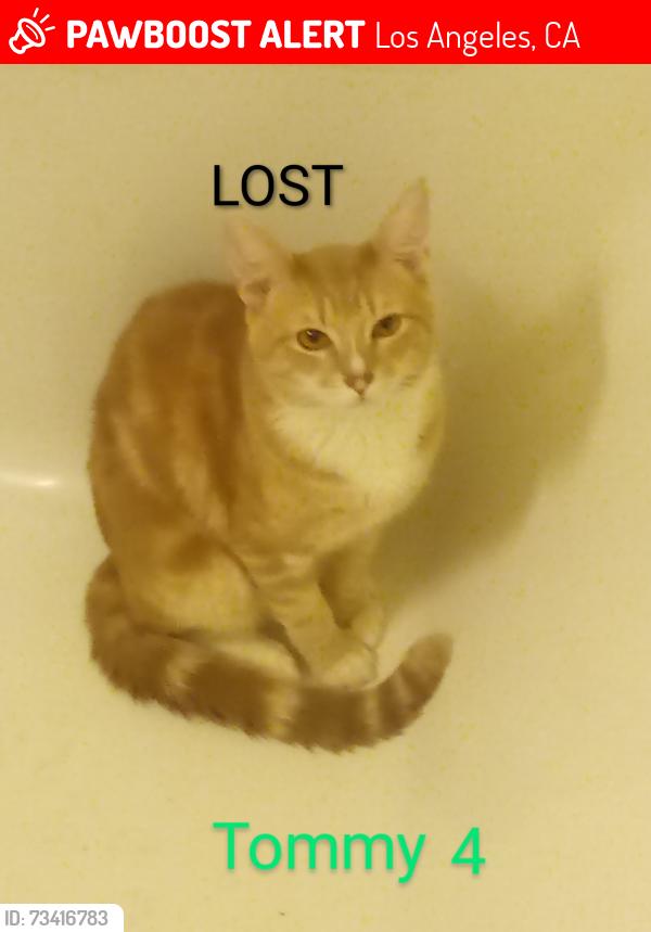 Lost Male Cat last seen South Hoover & 18th Street, Los Angeles, CA 90006