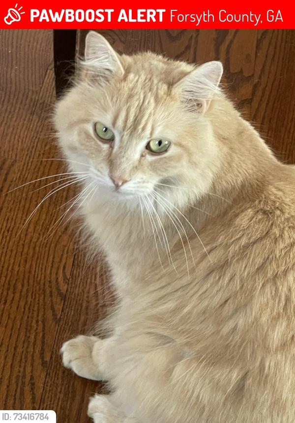 Lost Male Cat last seen Parsons run, Forsyth County, GA 30024