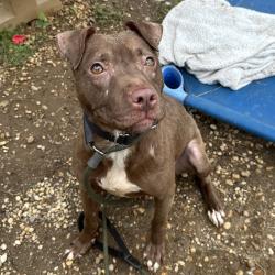 Shelter Stray Female Dog last seen , Animal Care & Control Team of Philly, 111 W Hunting Park Ave, Philadelphia, PA 19140, USA