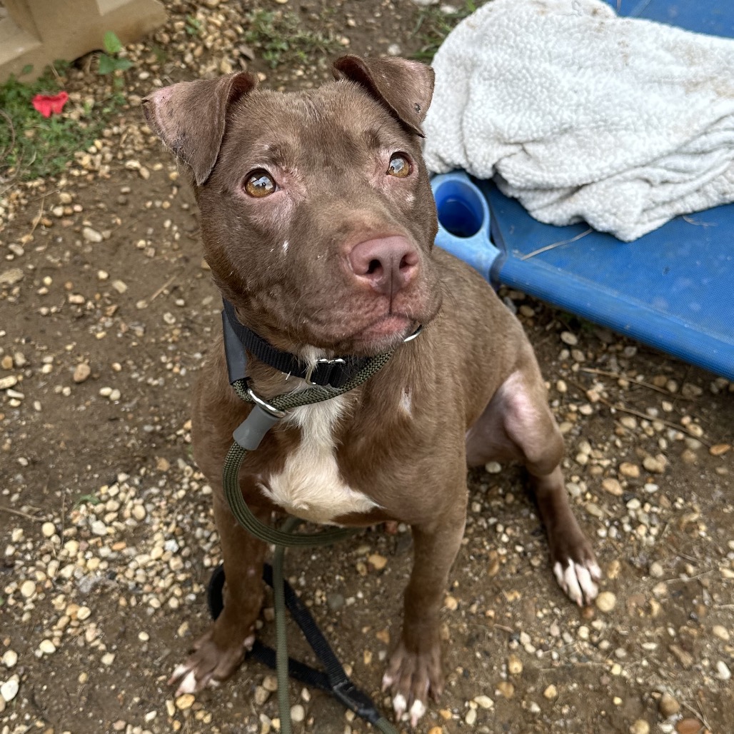 Shelter Stray Female Dog last seen , Animal Care & Control Team of Philly, 111 W Hunting Park Ave, Philadelphia, PA 19140, USA