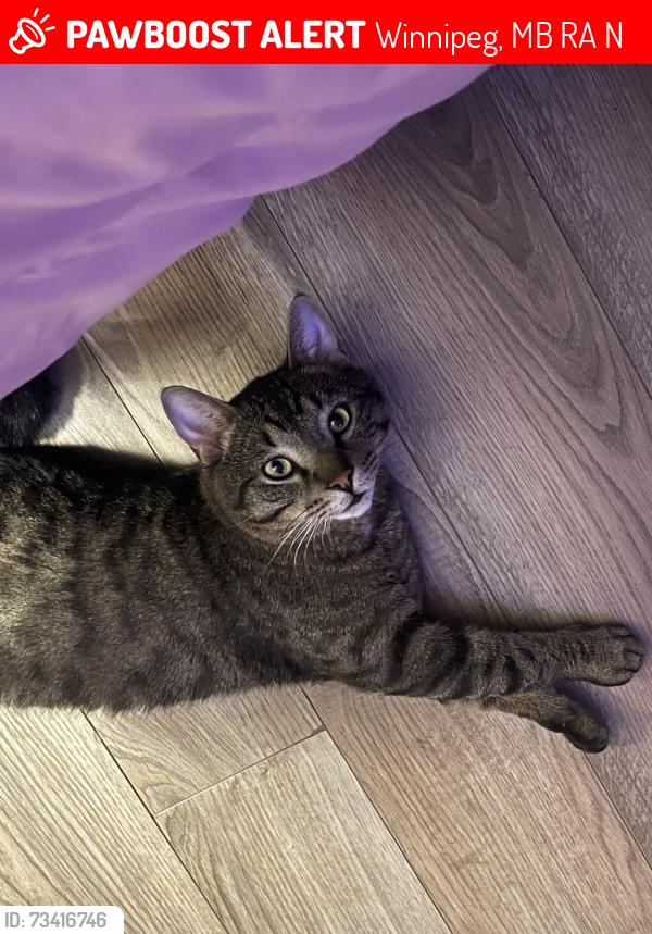 Lost Male Cat last seen Dufferin park and dufferin school, Winnipeg, MB R3A 0N8