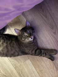 Lost Male Cat last seen Dufferin park and dufferin school, Winnipeg, MB R3A 0N8