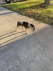 Found/Stray Female Dog last seen Stagecoach, Brownsville, TX 78526