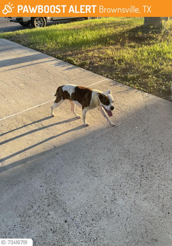 Found/Stray Female Dog last seen Stagecoach, Brownsville, TX 78526