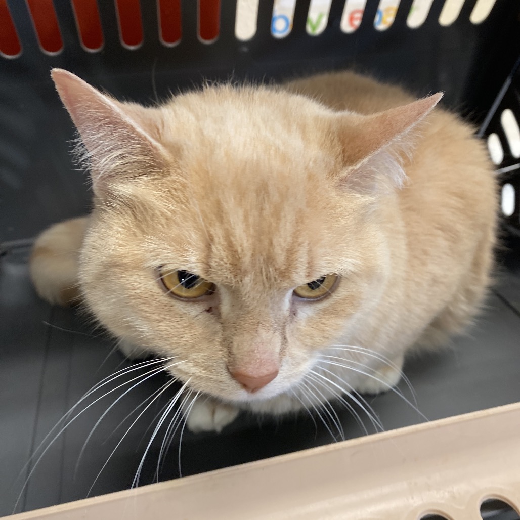 Shelter Stray Female Cat last seen , 2350 Appling City Cove, Memphis, TN 38133, USA