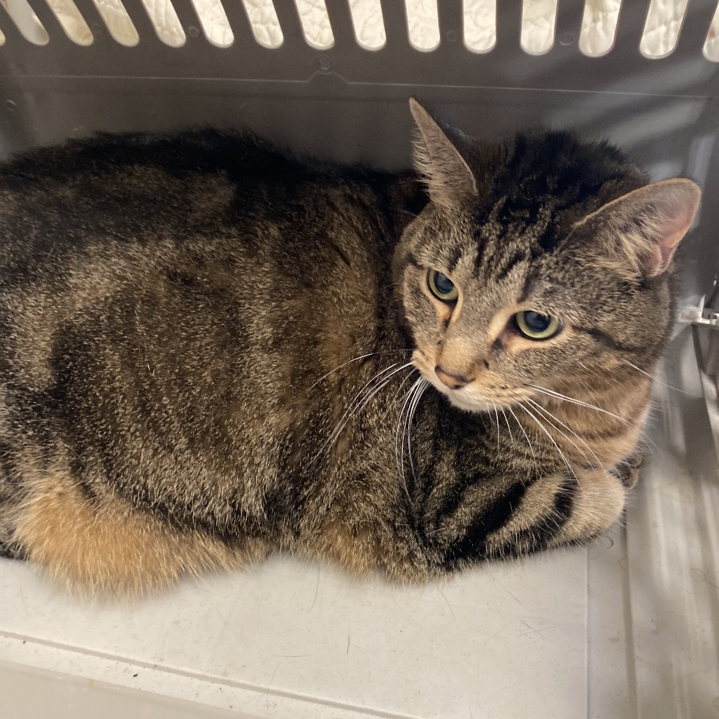 Shelter Stray Female Cat last seen , 2350 Appling City Cove, Memphis, TN 38133, USA