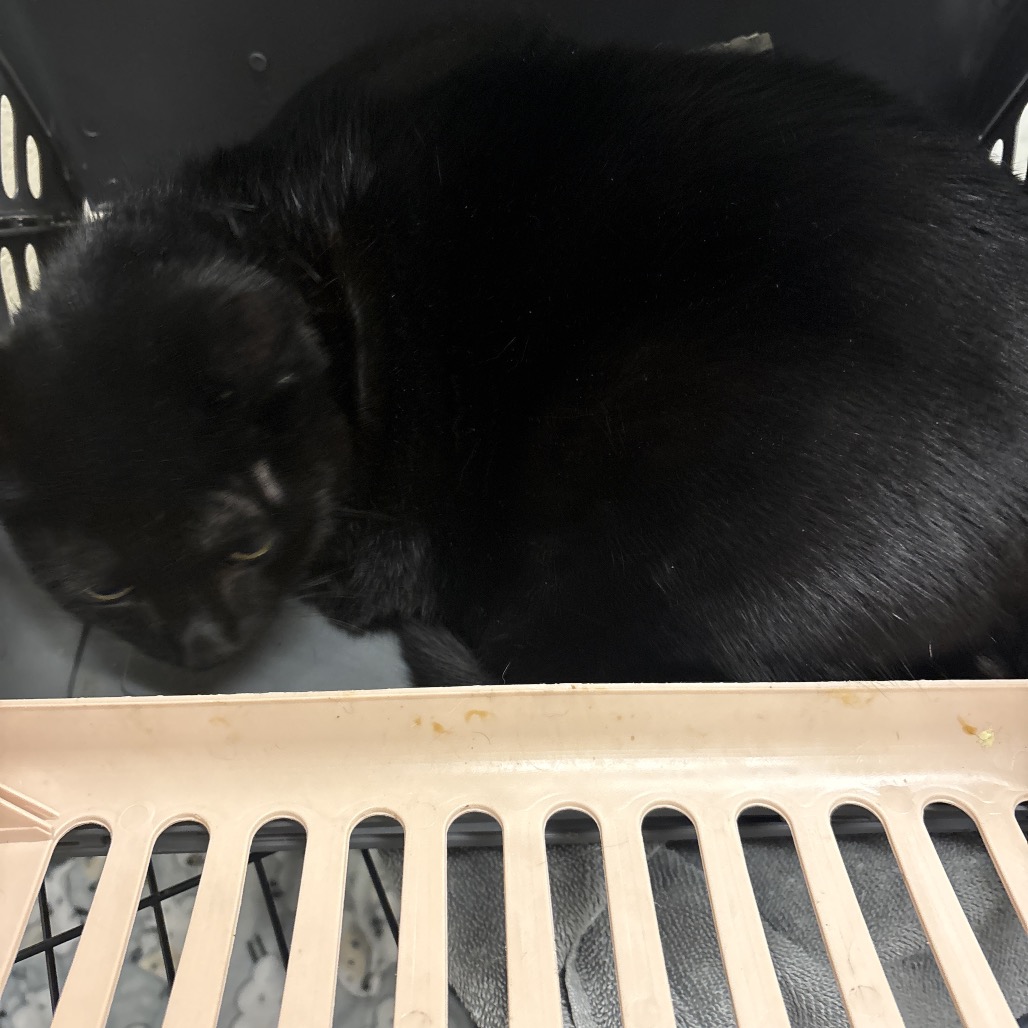Shelter Stray Male Cat last seen , 2350 Appling City Cove, Memphis, TN 38133, USA