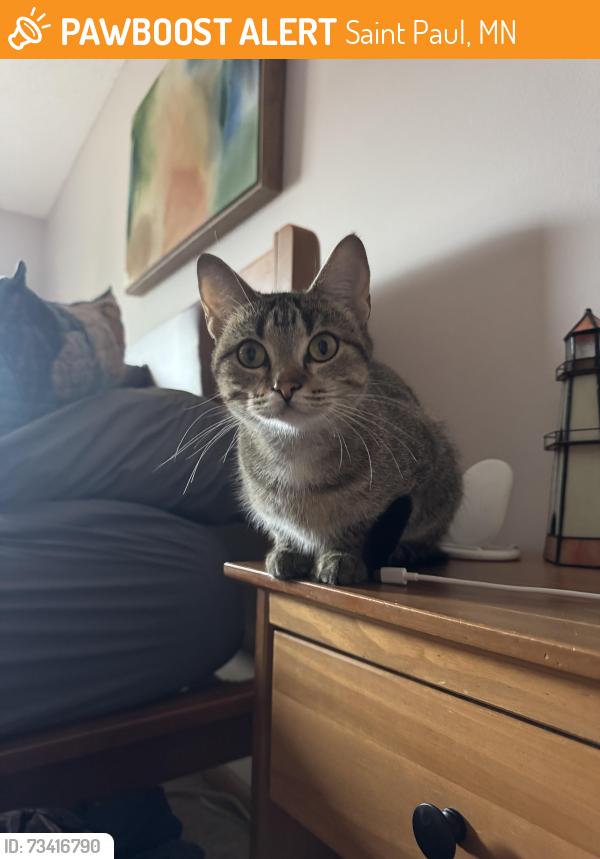 Found/Stray Female Cat last seen Fremont Ave E and Johnson Parkway, Saint Paul, MN 55106