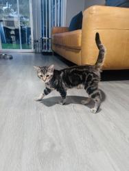 Found/Stray Male Cat last seen Vyse Ave, The Bronx, NY 10460