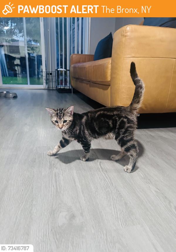 Found/Stray Male Cat last seen Vyse Ave, The Bronx, NY 10460