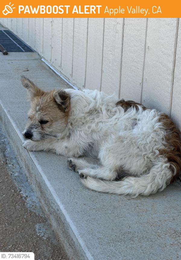 Found/Stray Female Dog last seen Ojai rd, Apple Valley, CA 92308