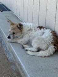 Found/Stray Female Dog last seen Ojai rd, Apple Valley, CA 92308