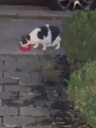 Reunited Unknown Cat last seen washington ave and norwood ave newtown pa 18940, Newtown, PA 18940