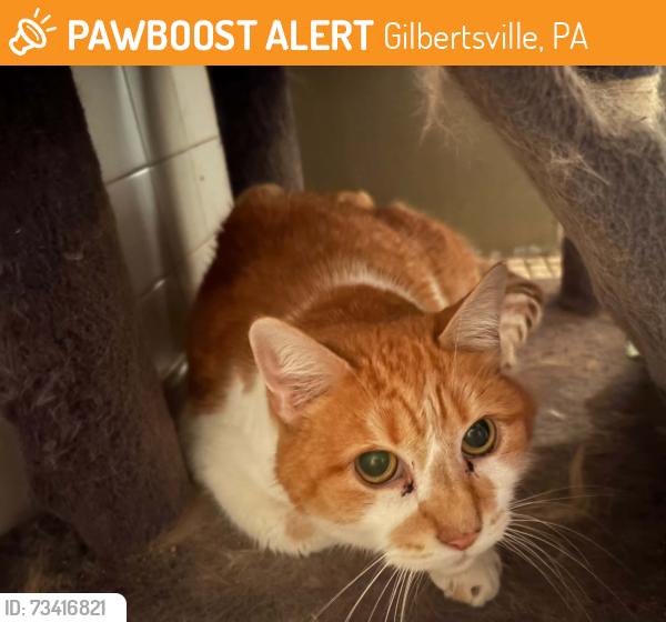 Found/Stray Male Cat last seen Gilbertsville rd, Gilbertsville, PA 19525
