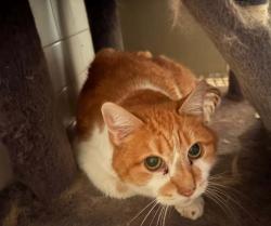 Found/Stray Male Cat last seen Gilbertsville rd, Gilbertsville, PA 19525