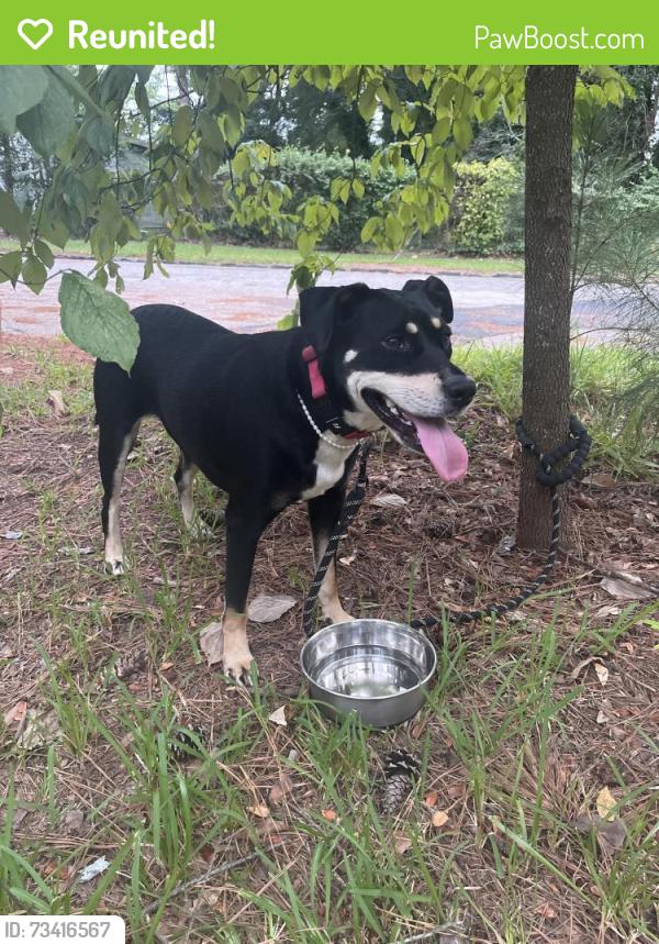 Reunited Female Dog last seen Sylvan Rd, East Point, GA 30344