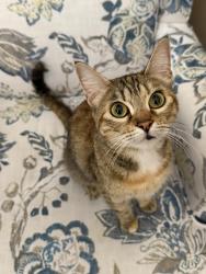 Lost Female Cat last seen Near Daisy Place Porter Ranch 91326, Los Angeles, CA 91326