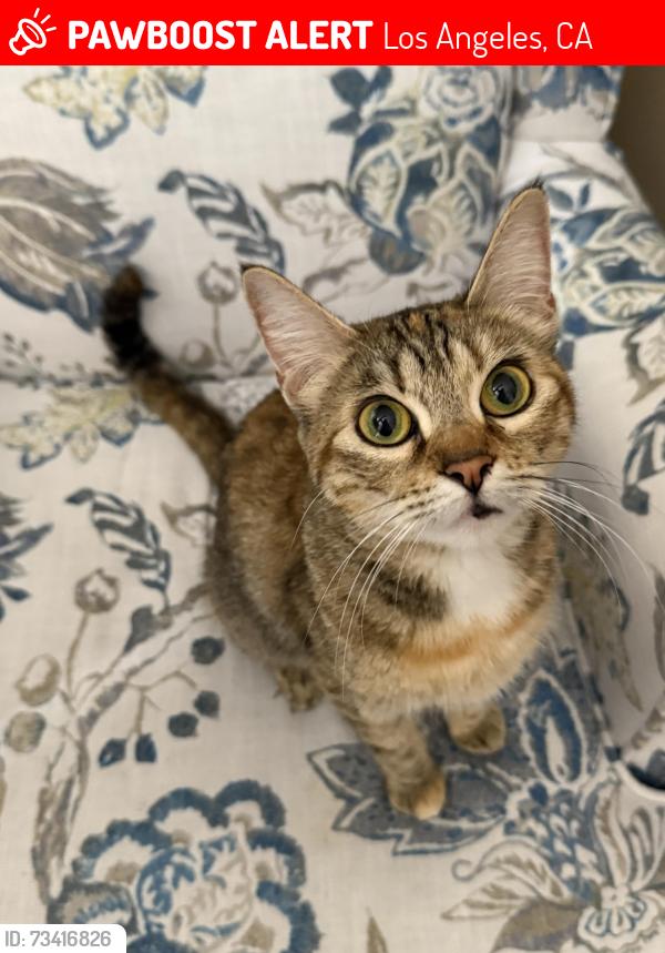 Lost Female Cat last seen Near Daisy Place Porter Ranch 91326, Los Angeles, CA 91326