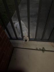 Found/Stray Male Dog last seen Scott st and Mission, Pensacola, FL 32502