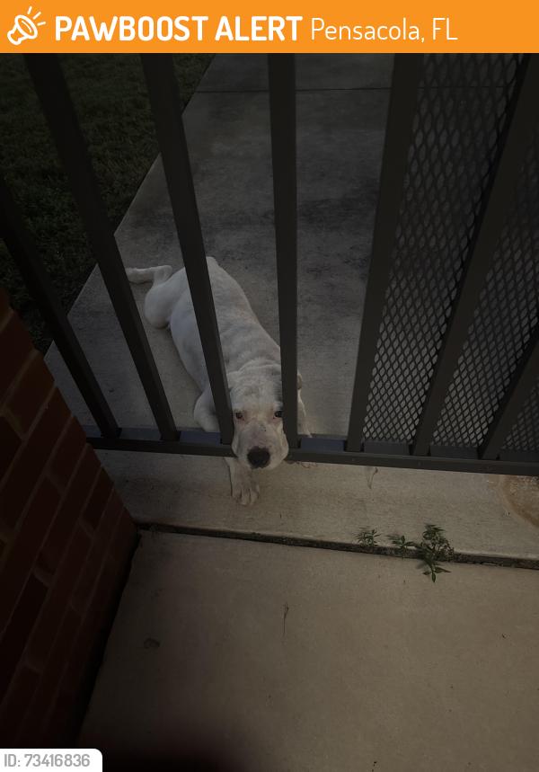 Found/Stray Male Dog last seen Scott st and Mission, Pensacola, FL 32502