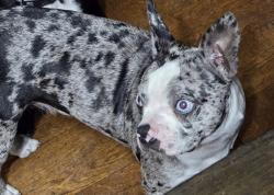 Reunited Female Dog last seen By 301, Pasco County, FL 33525