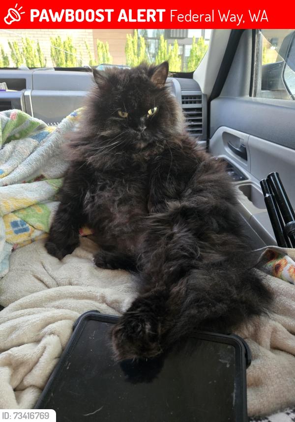 Lost Male Cat last seen Federal Way Park and Ride @ 9th & 348th st, Federal Way, WA 98003