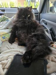 Lost Male Cat last seen Federal Way Park and Ride @ 9th & 348th st, Federal Way, WA 98003