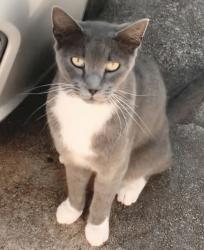 Lost Male Cat last seen Blackhawk and Hughes, Houston, TX 77089