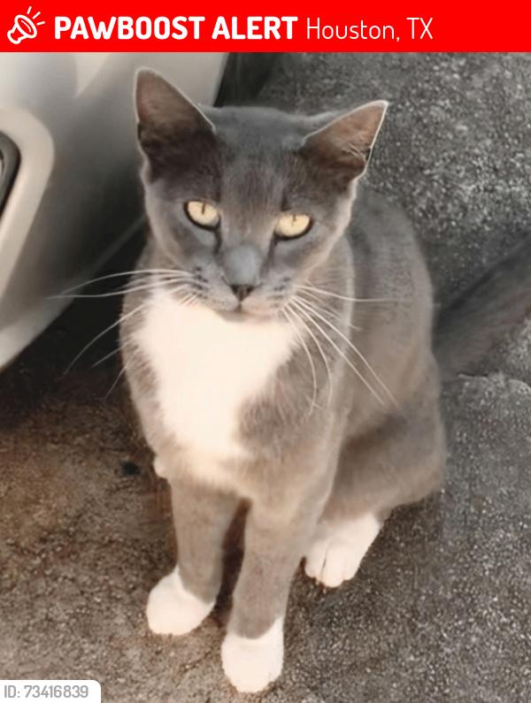 Lost Male Cat last seen Blackhawk and Hughes, Houston, TX 77089