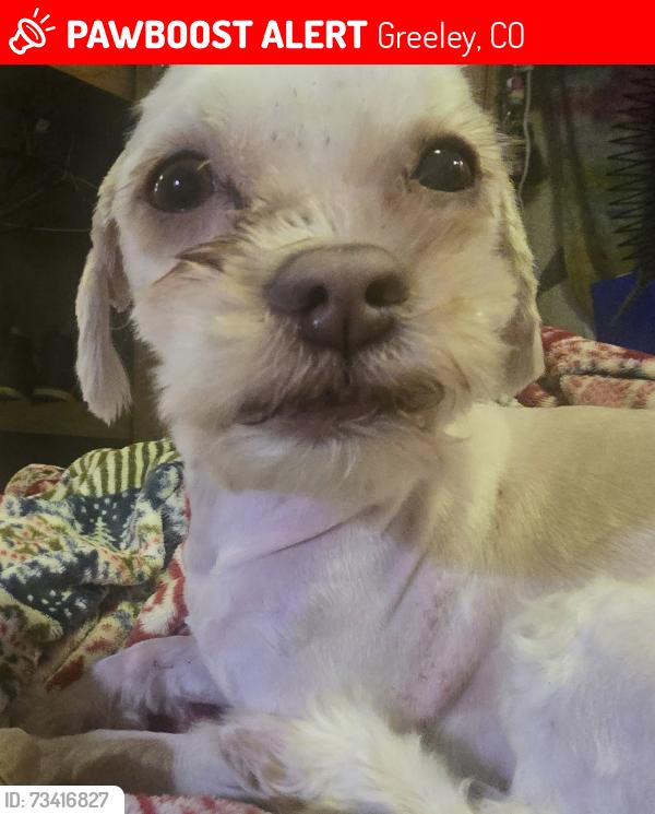 Lost Male Dog last seen 2nd ave, Greeley, CO 80631