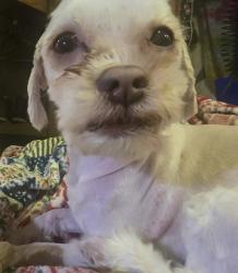 Lost Male Dog last seen 2nd ave, Greeley, CO 80631
