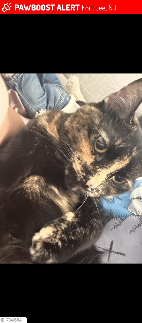 Lost Female Cat last seen Near Westview Ave, Fort Lee, NJ, Fort Lee, NJ 07024