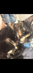 Lost Female Cat last seen Near Westview Ave, Fort Lee, NJ, Fort Lee, NJ 07024
