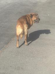 Found/Stray Unknown Dog last seen Holly dr, San Jose, CA 95127