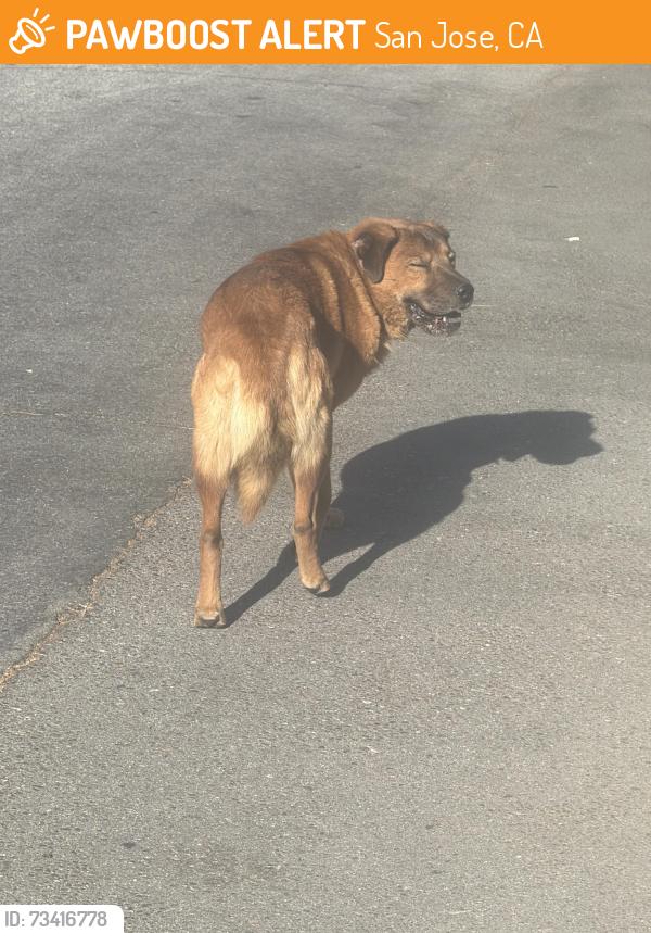 Found/Stray Unknown Dog last seen Holly dr, San Jose, CA 95127