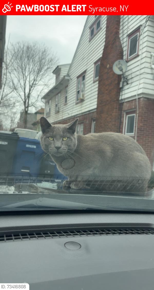 Lost Male Cat last seen Westmoreland and e genesee, Syracuse, NY 13210