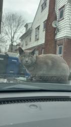 Lost Male Cat last seen Westmoreland and e genesee, Syracuse, NY 13210