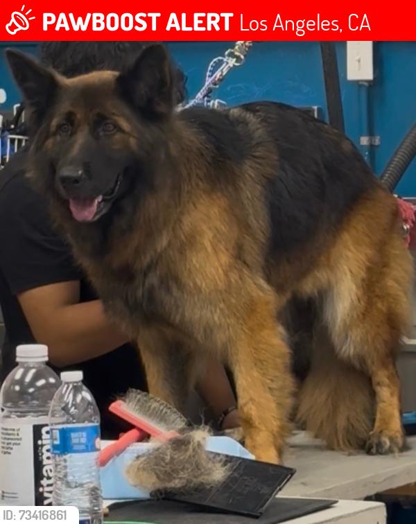 Lost Female Dog last seen Sheldon / lauren canyon, Los Angeles, CA 91352