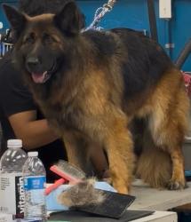 Lost Female Dog last seen Sheldon / lauren canyon, Los Angeles, CA 91352