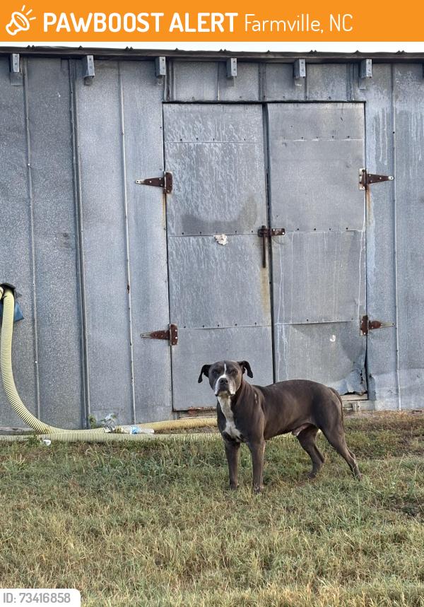 Found/Stray Male Dog last seen West Wilson St and 264 Alt, Farmville, NC 27828