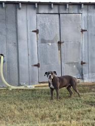 Found/Stray Male Dog last seen West Wilson St and 264 Alt, Farmville, NC 27828