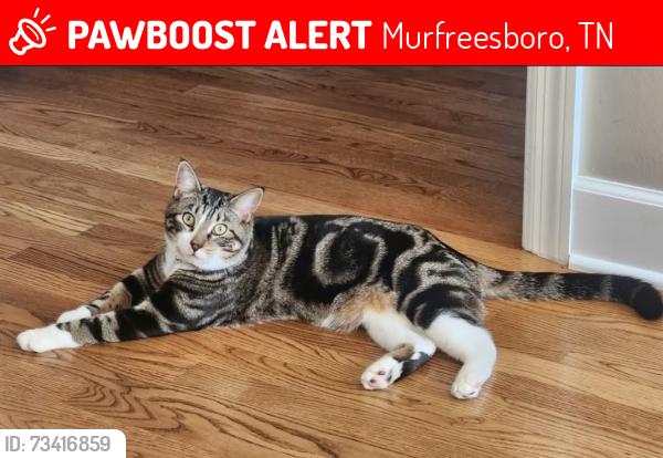 Lost Male Cat last seen Outlook Lane Murfreesboro TN 37128, Murfreesboro, TN 37129